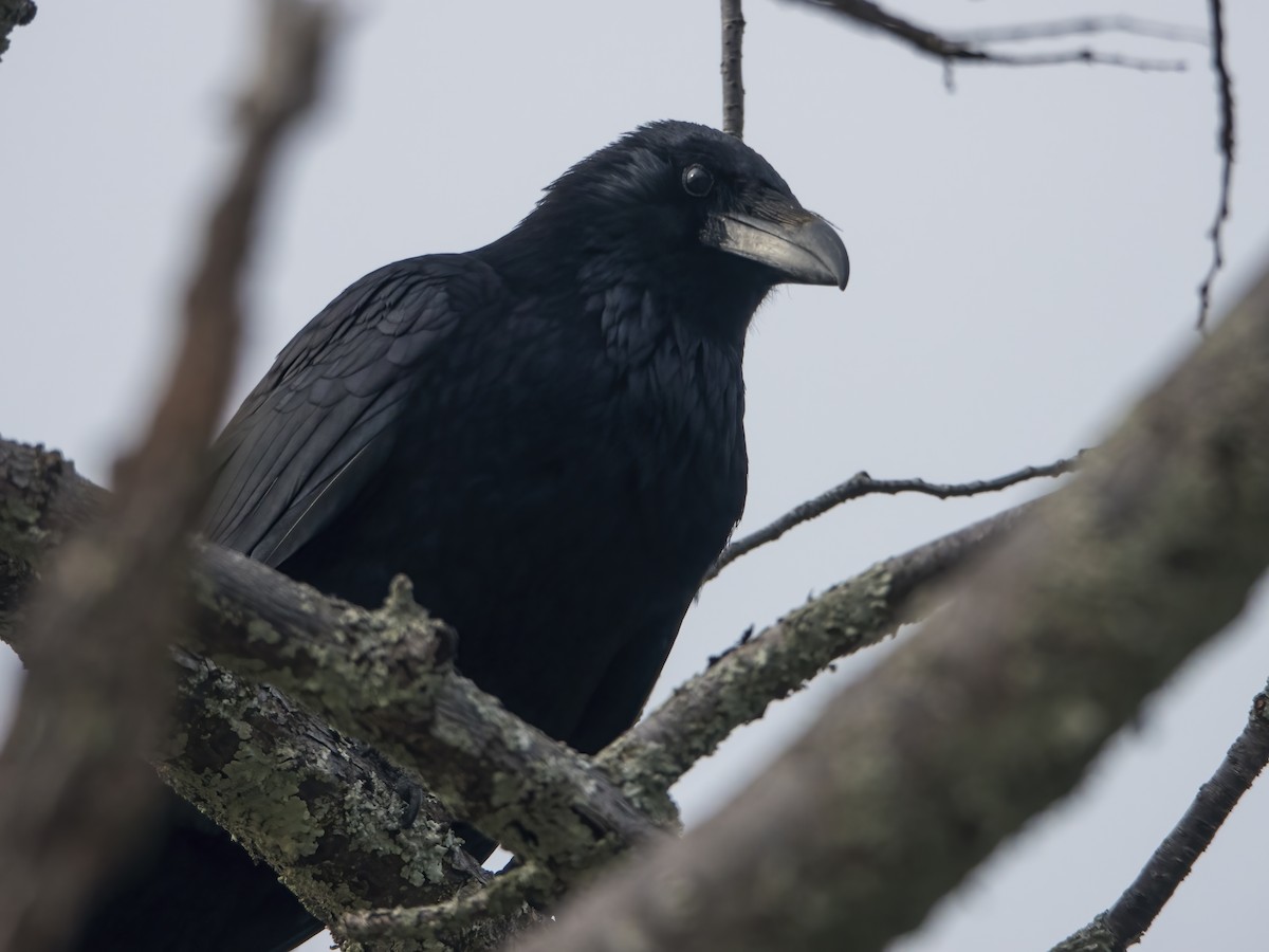 Carrion Crow - Glenn Kincaid