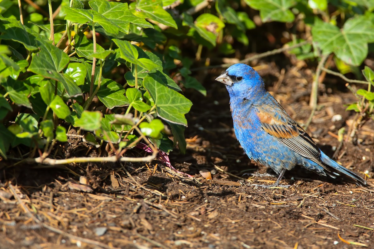 Blue Grosbeak - Scott Carpenter