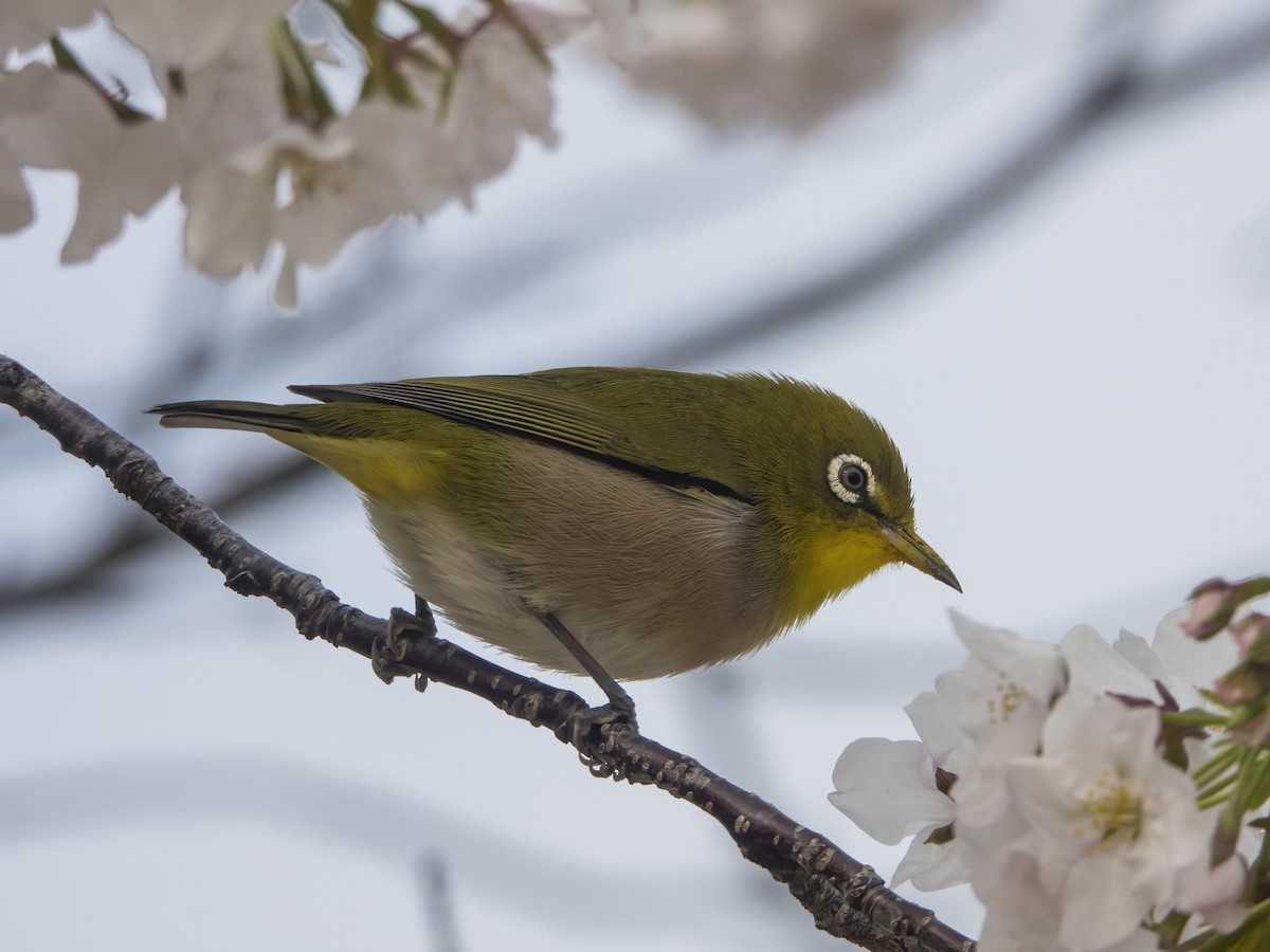 Warbling White-eye - ML554009251