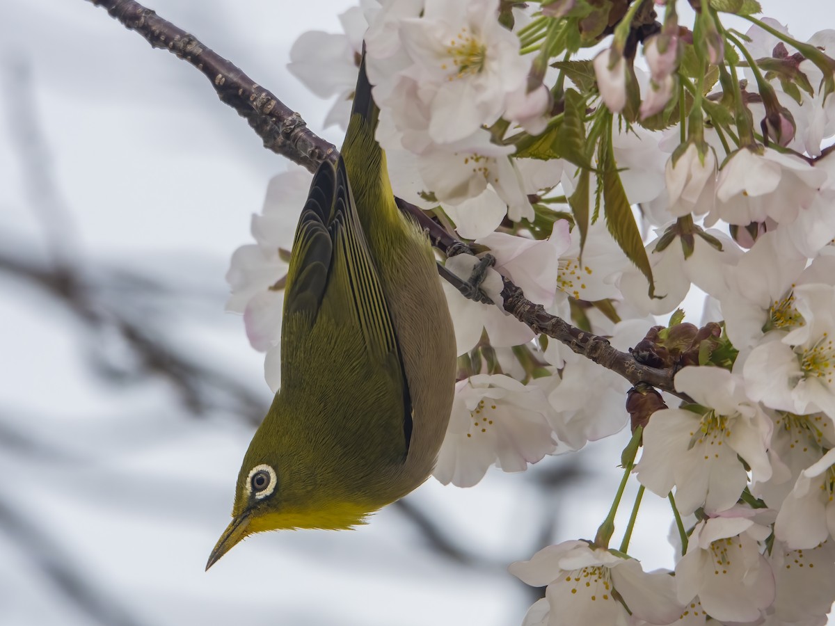 Warbling White-eye - ML554009261