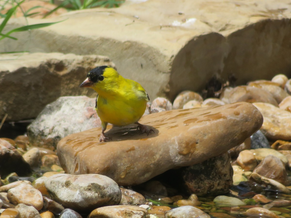 American Goldfinch - Paul Sellin