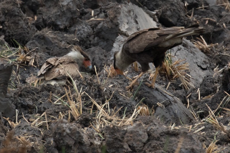 Crested Caracara (Northern) - Kamal Mahabir