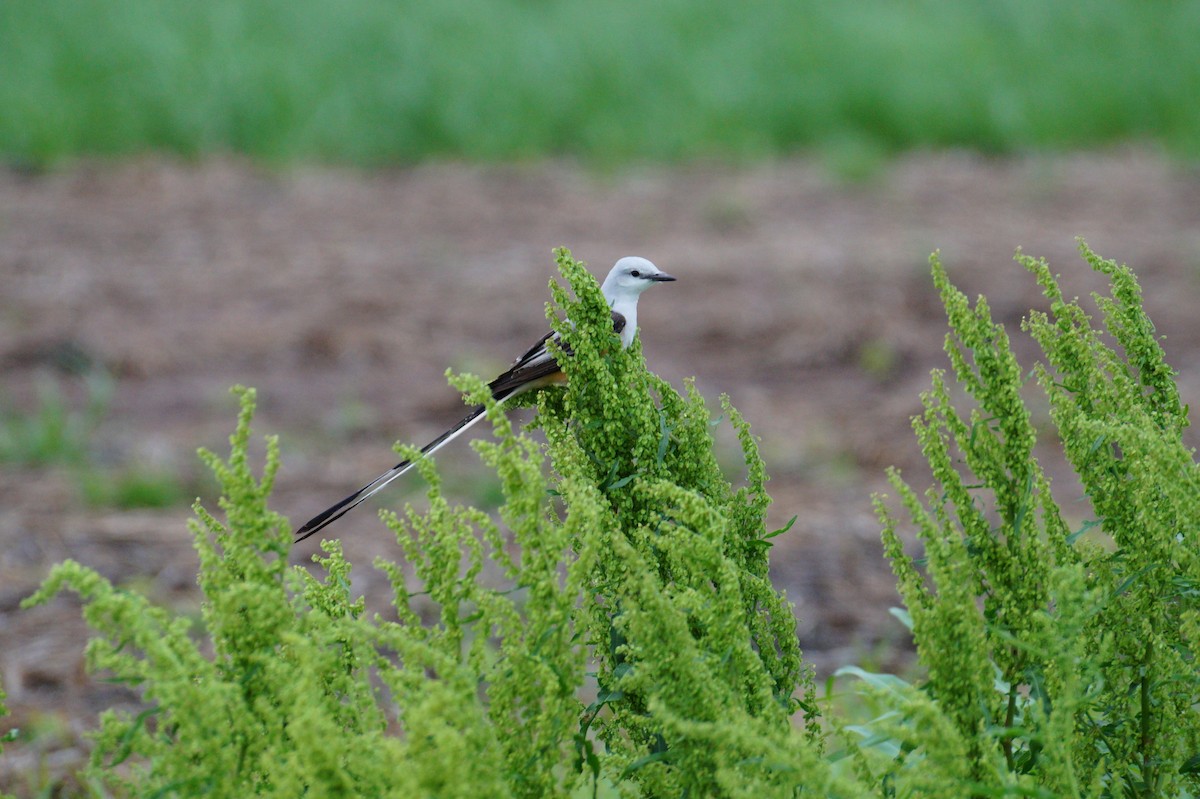 Scissor-tailed Flycatcher - ML55401231