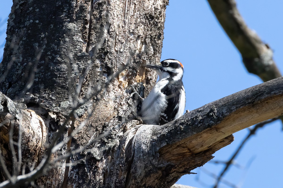 Hairy Woodpecker (Eastern) - ML554012421