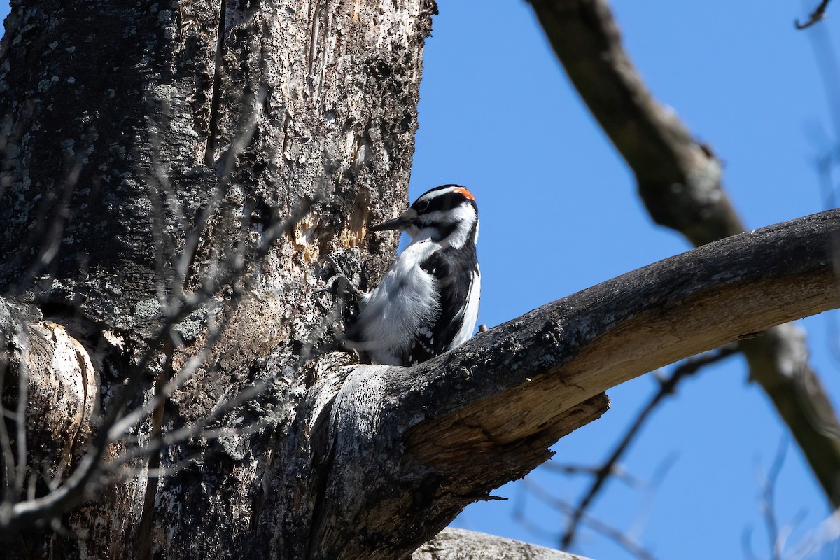 Hairy Woodpecker (Eastern) - ML554012431