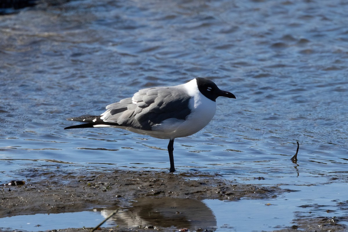 Laughing Gull - ML554012531