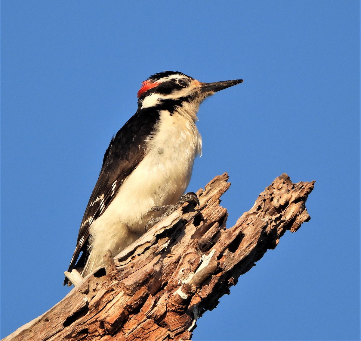 Hairy Woodpecker - ML554012881