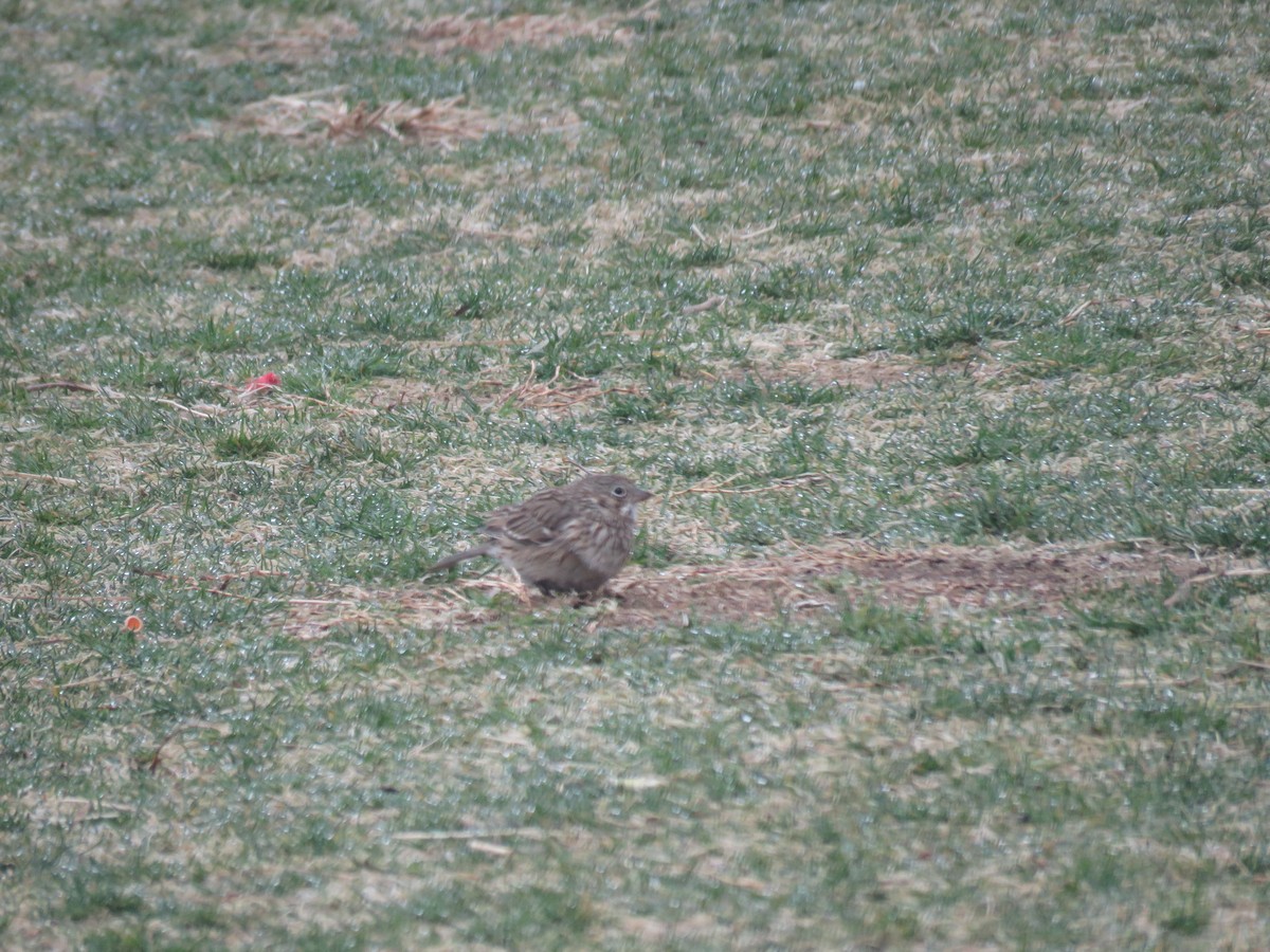 Vesper Sparrow - ML554013531