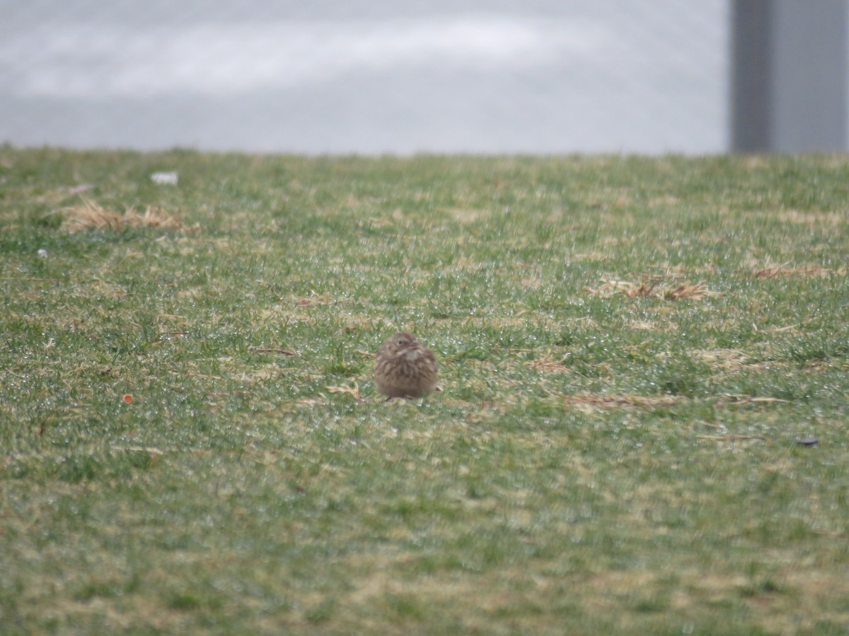 Vesper Sparrow - ML554013951