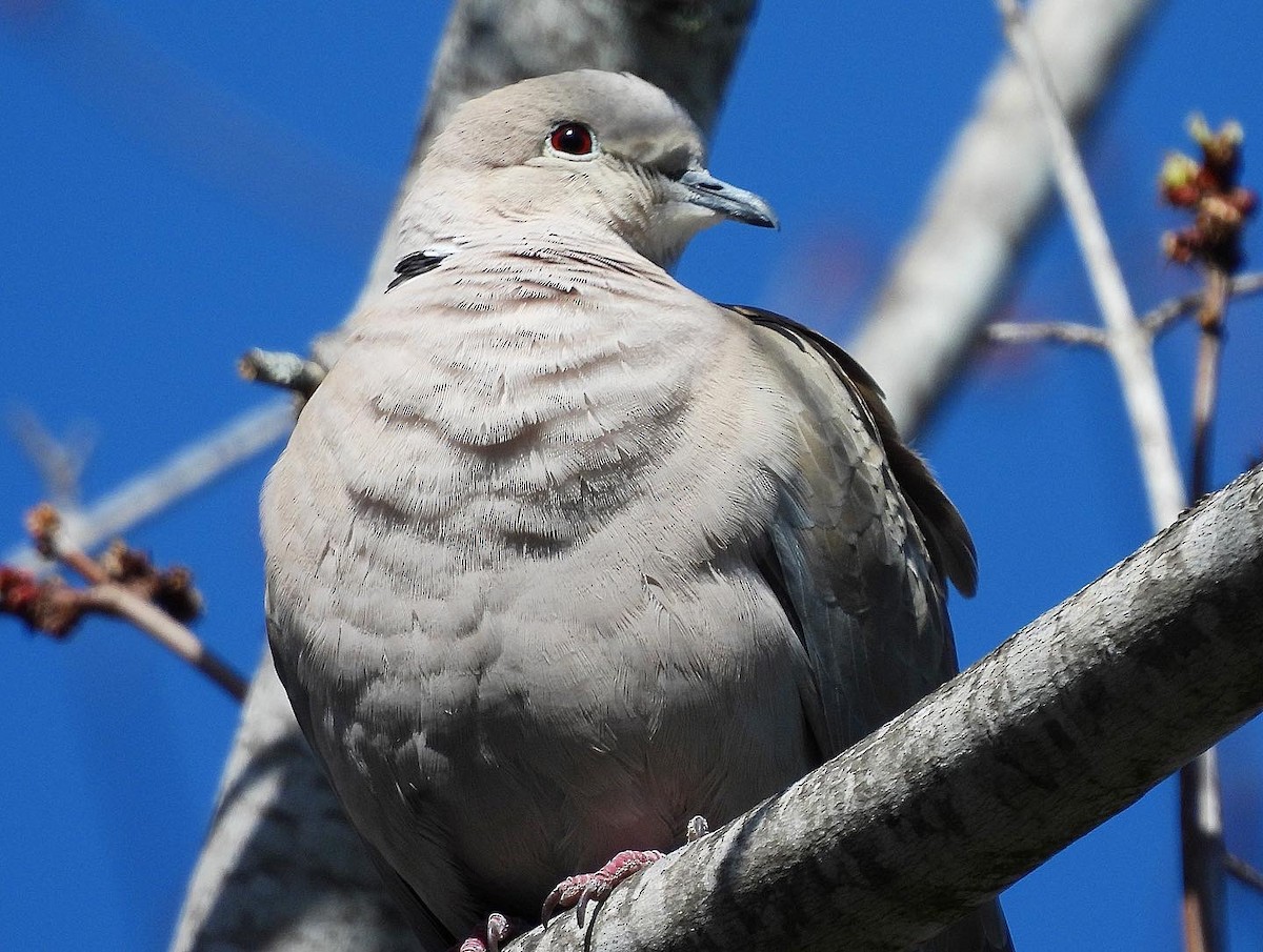 Eurasian Collared-Dove - ML554014301
