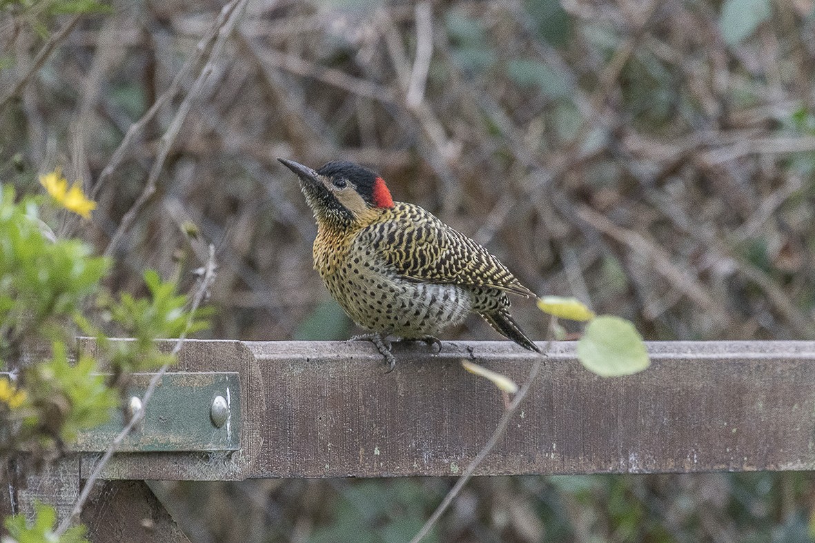 Green-barred Woodpecker - ML554015021