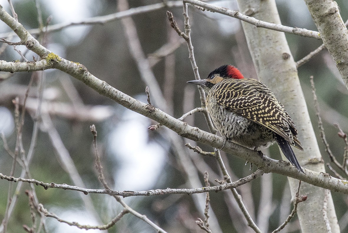 Green-barred Woodpecker - ML554015241