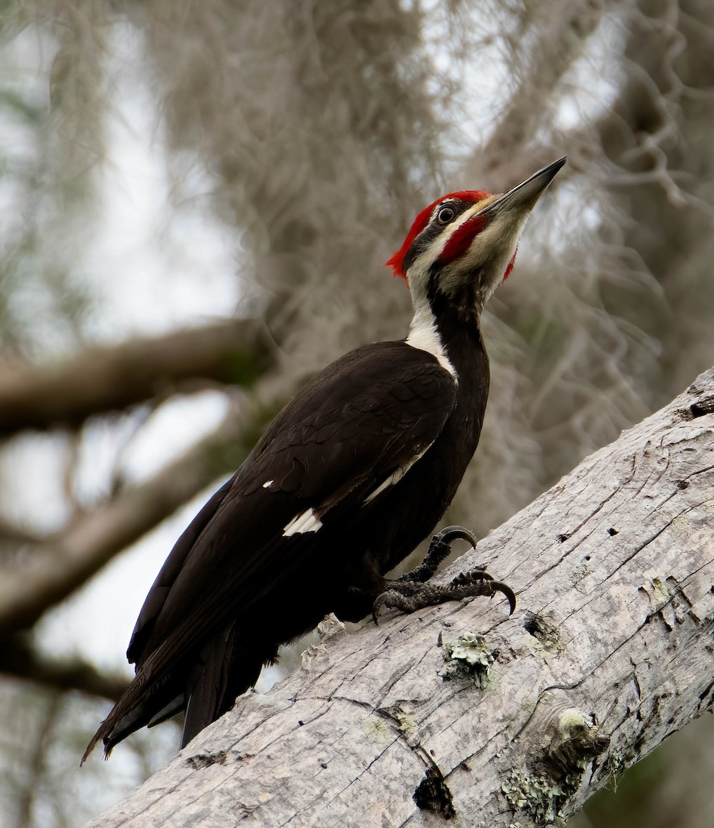 Pileated Woodpecker - ML554015701