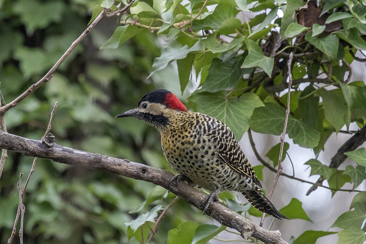 Green-barred Woodpecker - ML554015741