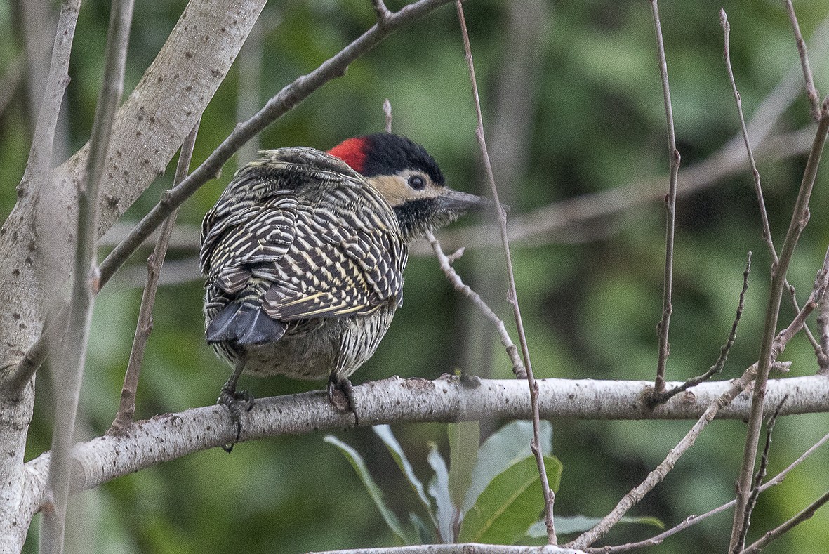 Green-barred Woodpecker - ML554015751