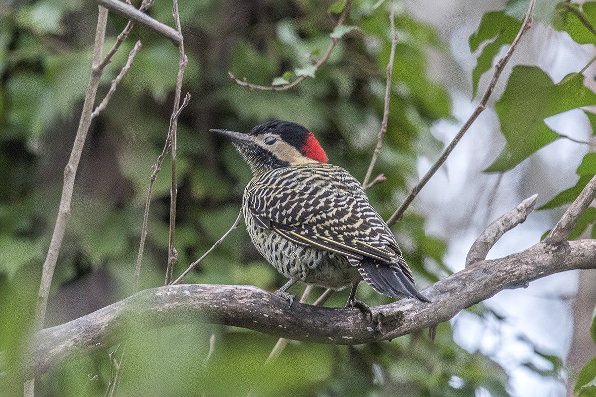 Green-barred Woodpecker - ML554015761