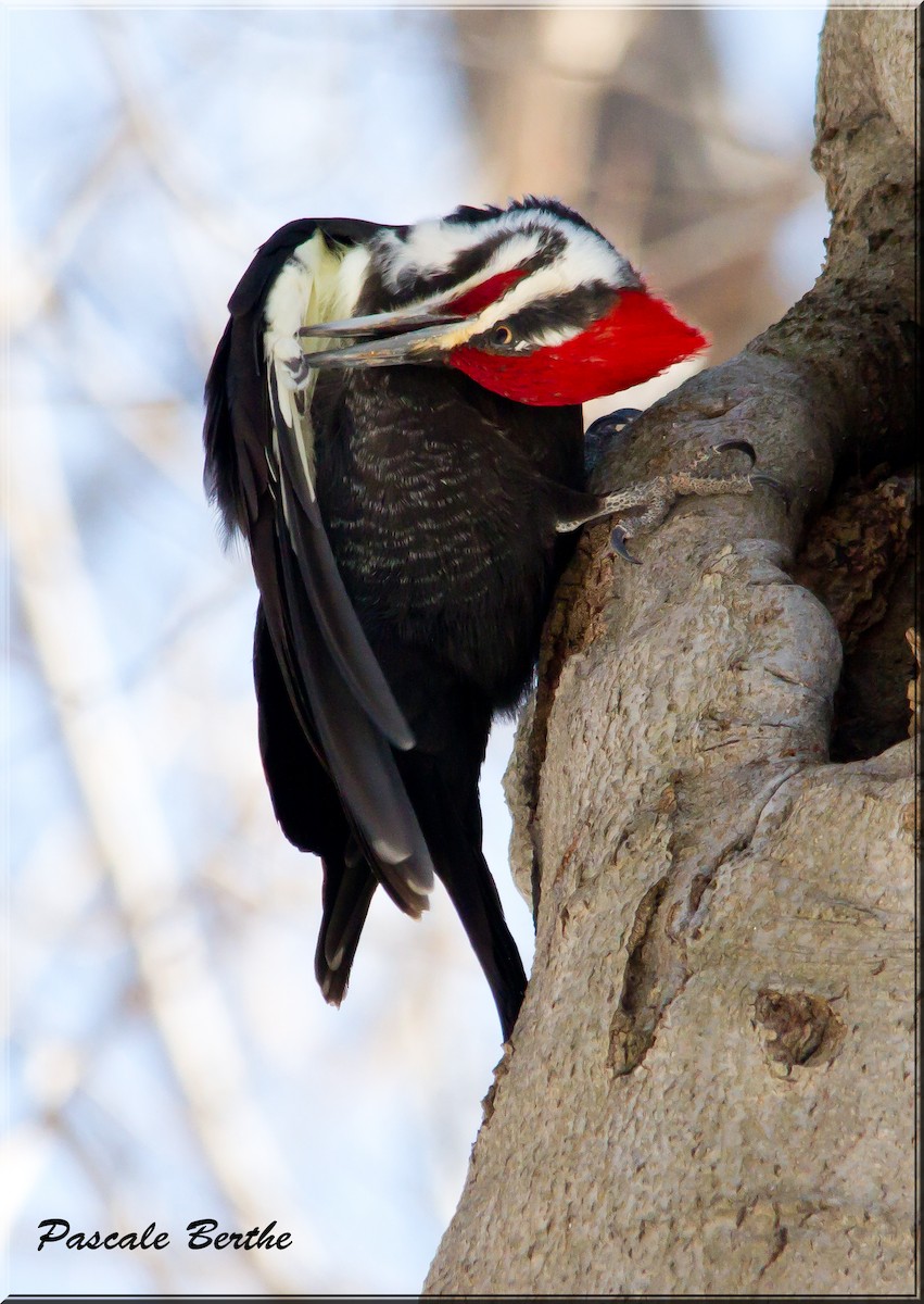 Pileated Woodpecker - ML554016381