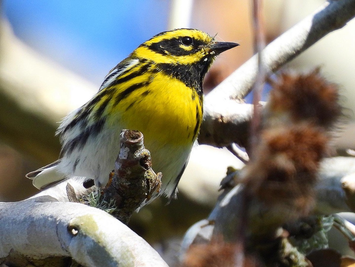 Townsend's Warbler - ML554016701