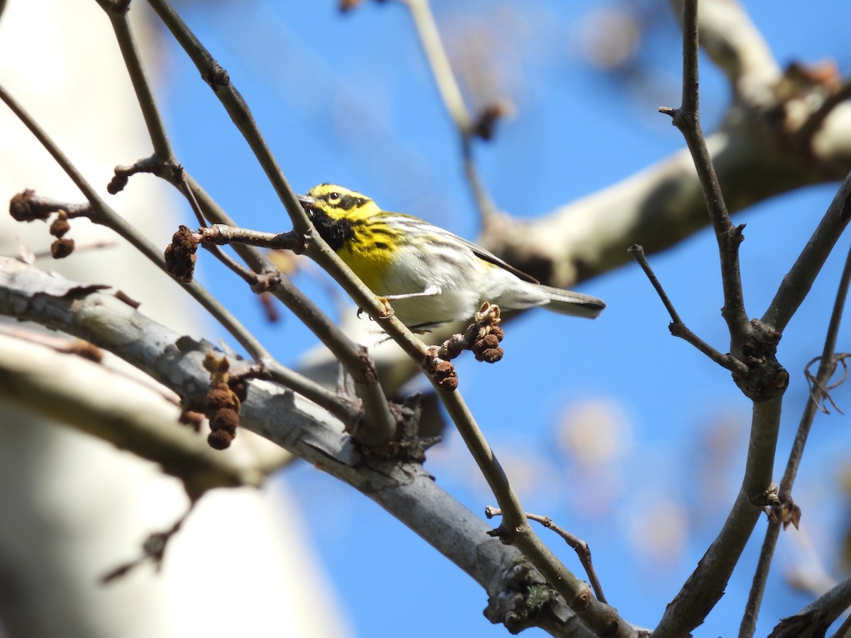 Townsend's Warbler - ML554016711