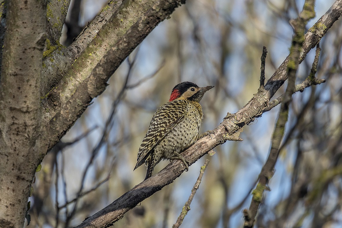 Green-barred Woodpecker - ML554016751