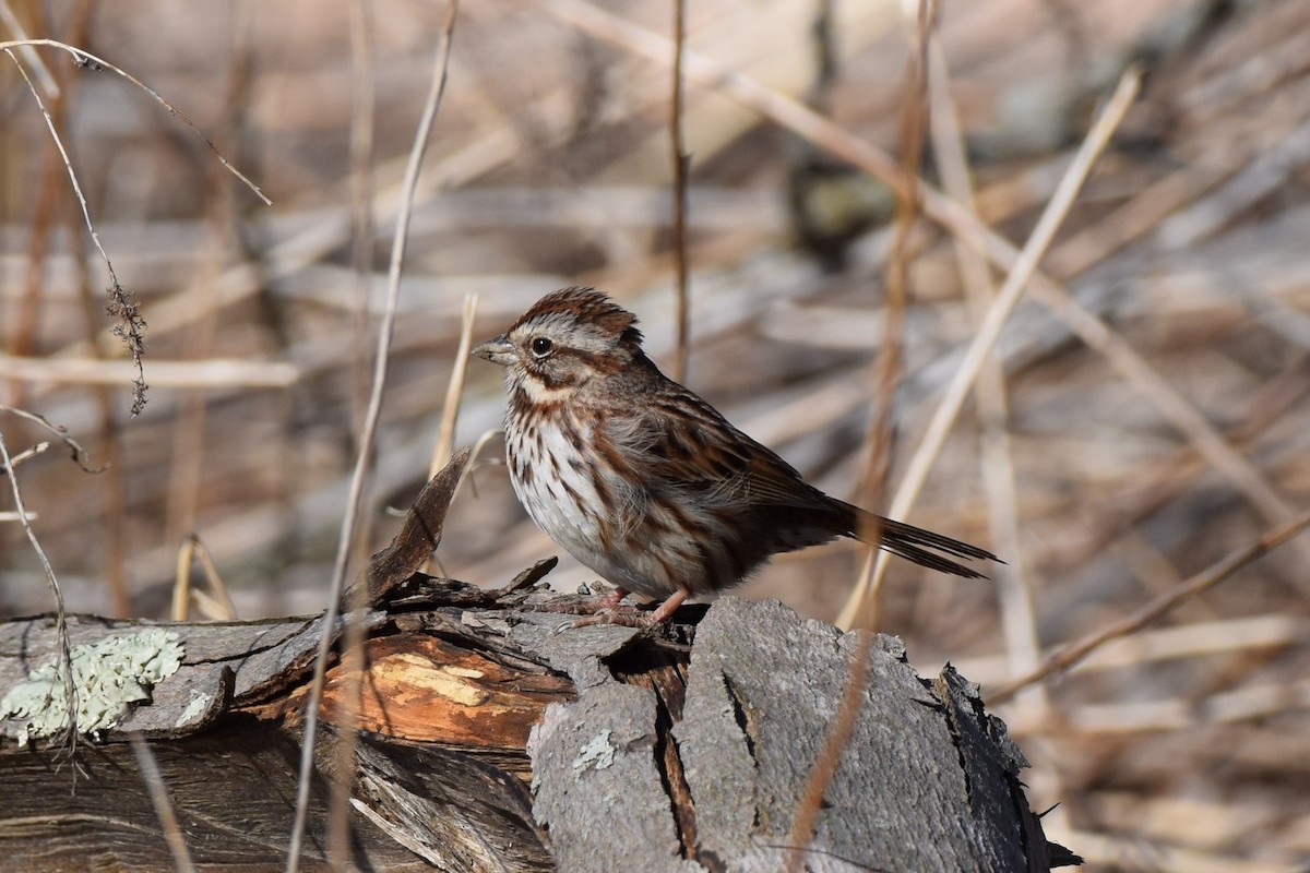 Song Sparrow - ML554017071