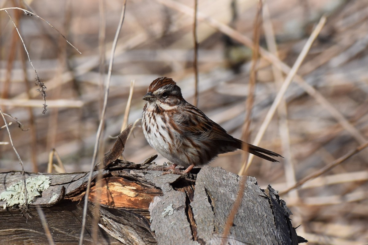 Song Sparrow - ML554017301