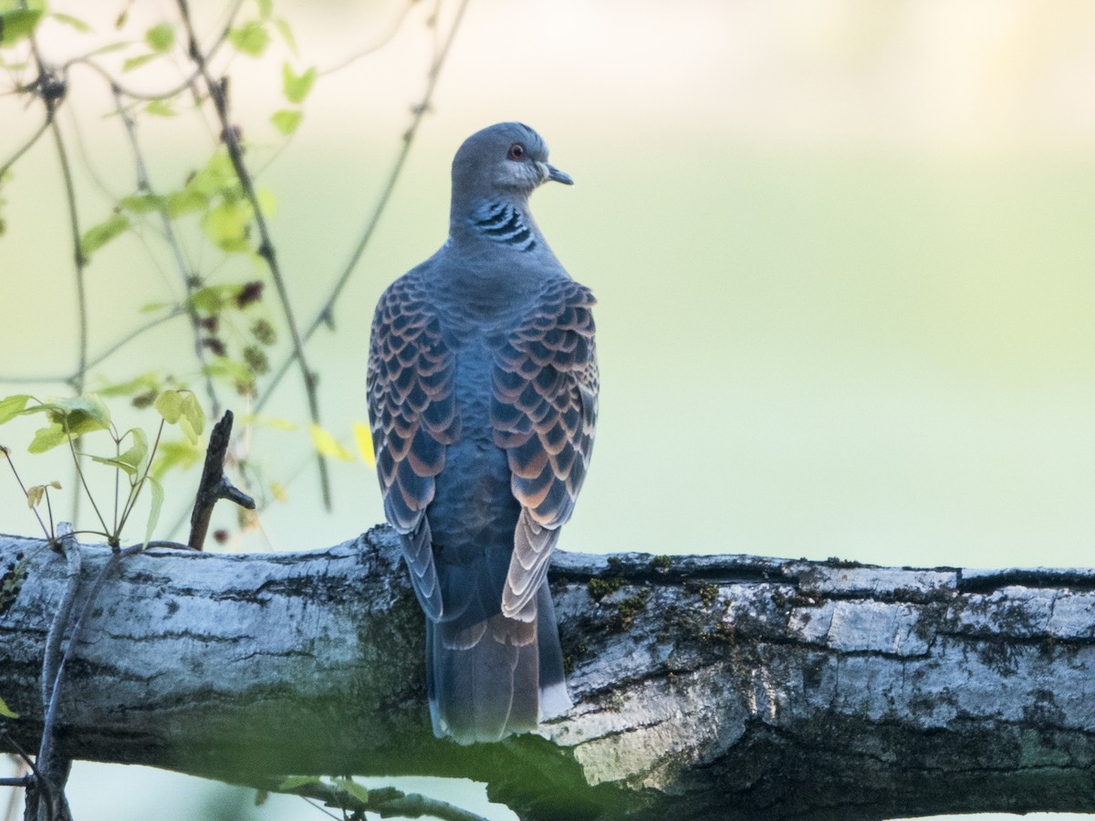 Oriental Turtle-Dove - ML554017401