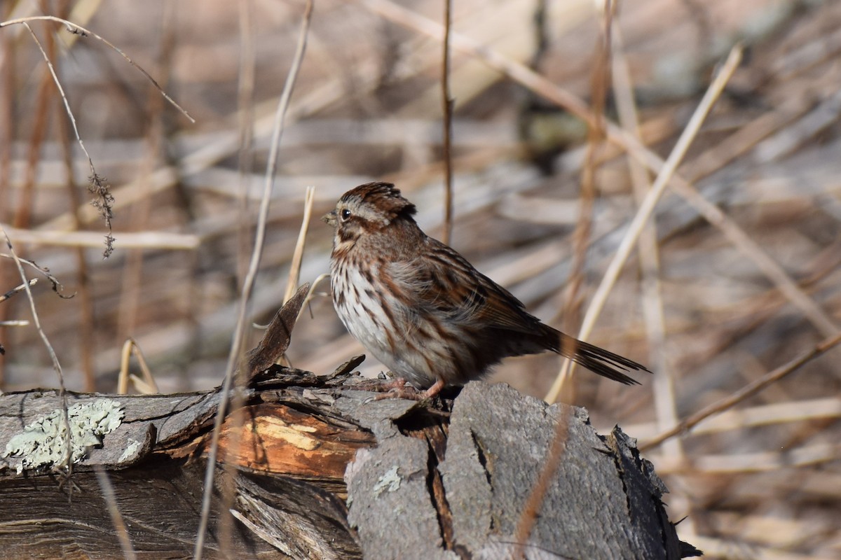 Song Sparrow - ML554017411