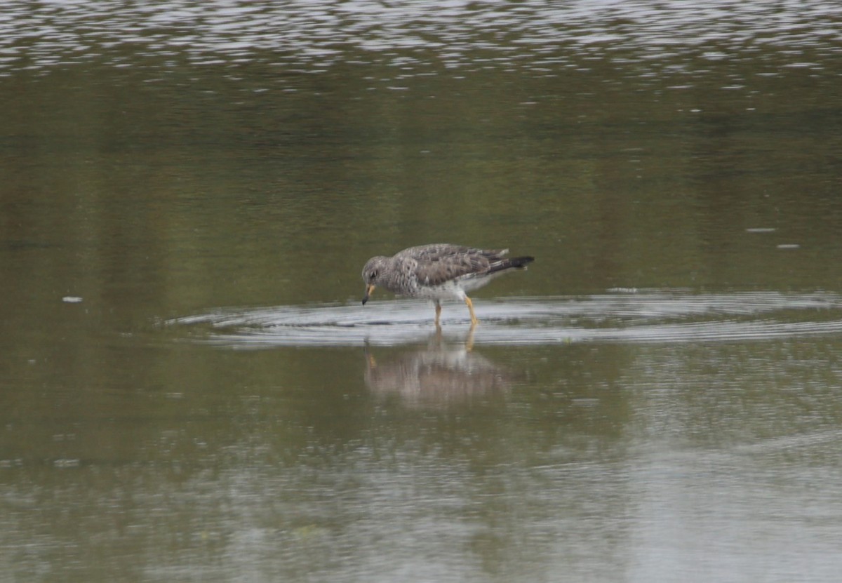 Surfbird - ML554017521