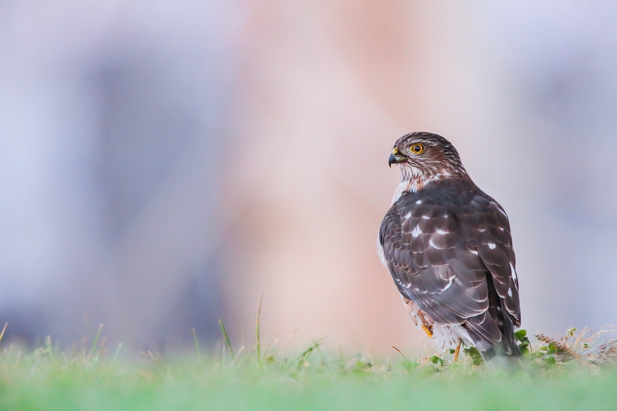 Sharp-shinned Hawk - Scott Carpenter