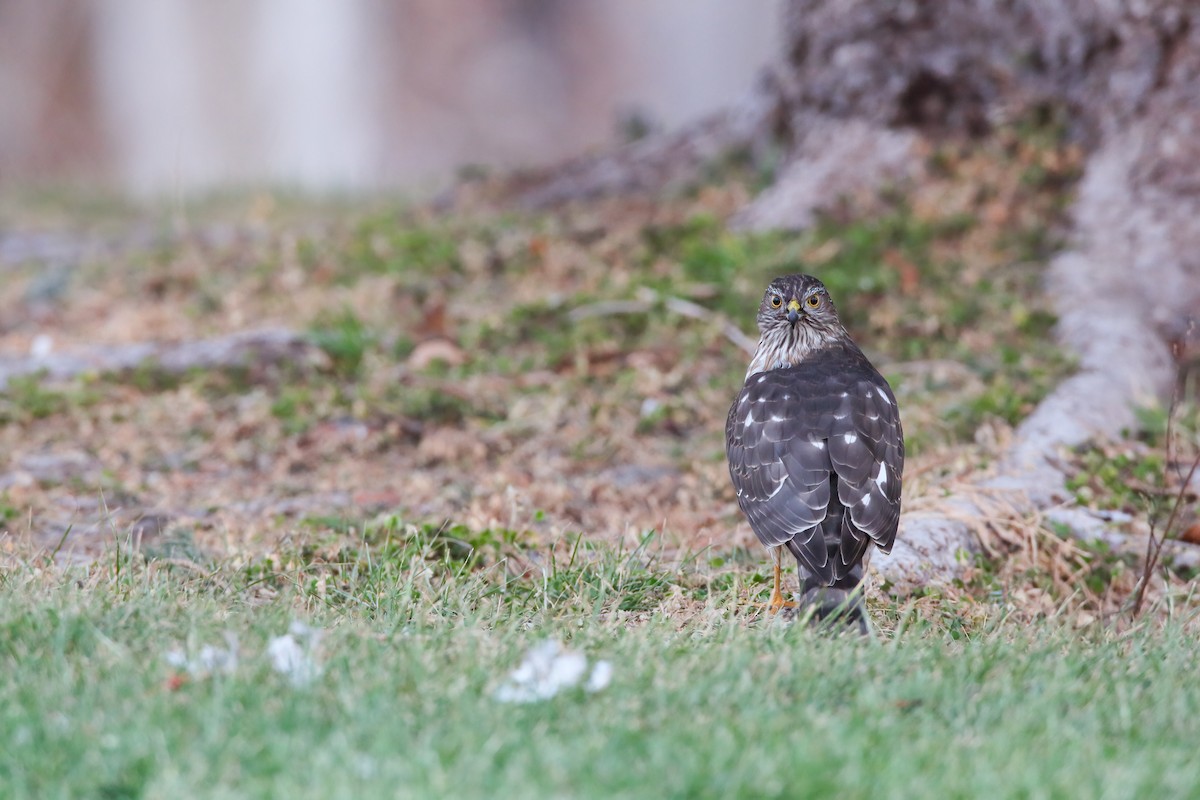 Sharp-shinned Hawk - ML554017711