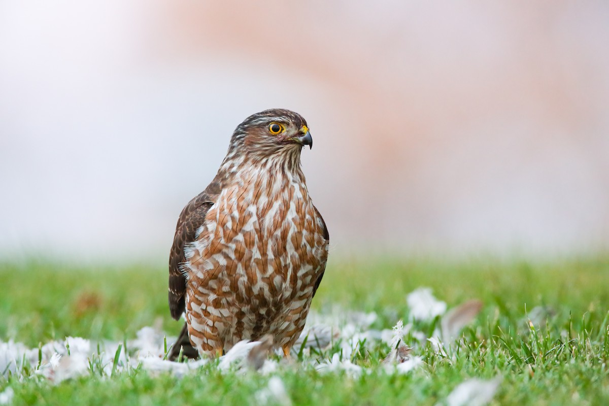 Sharp-shinned Hawk - ML554017731