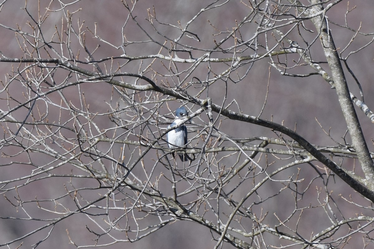 Belted Kingfisher - ML554017951