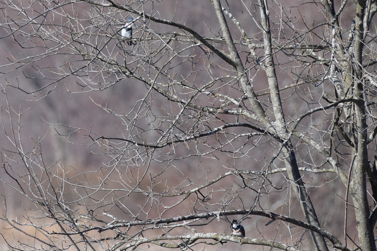 Belted Kingfisher - ML554018021