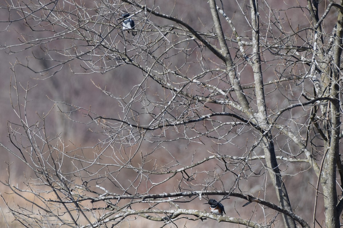 Belted Kingfisher - ML554018101