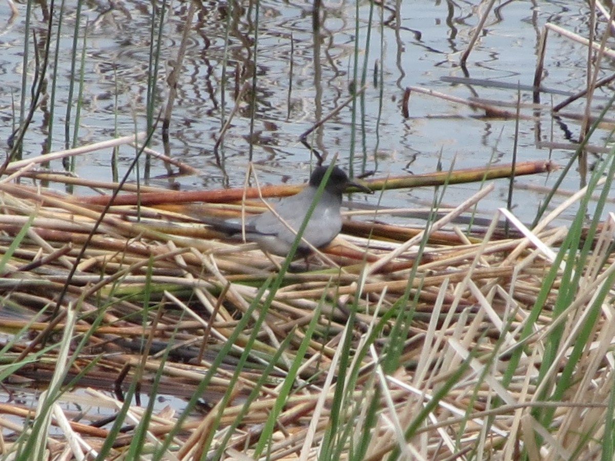 Black Tern - ML554018191