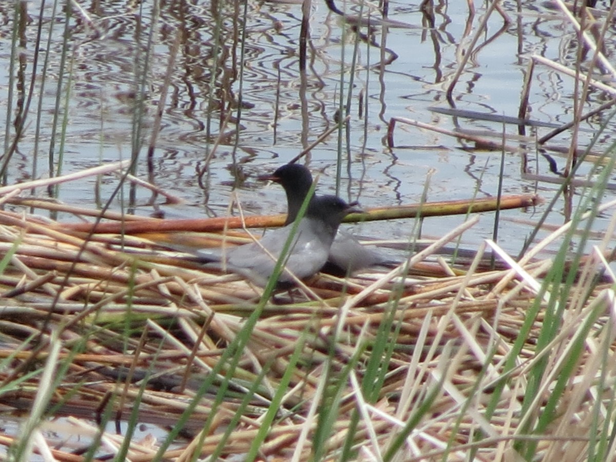 Black Tern - ML554018201