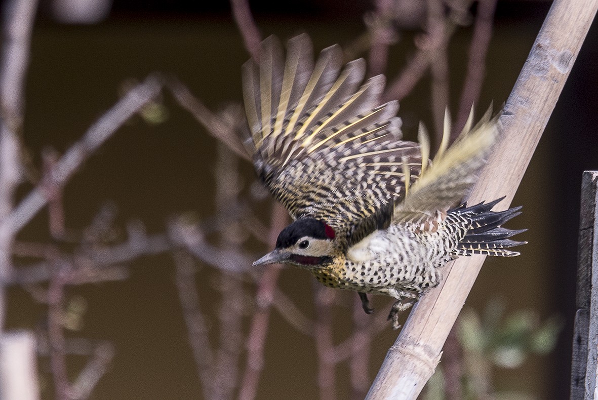 Green-barred Woodpecker - ML554018311