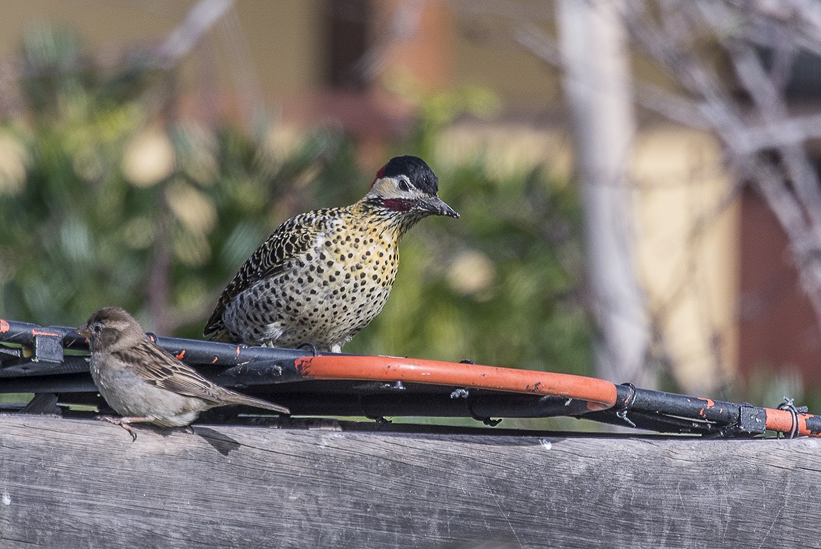 Green-barred Woodpecker - ML554018371