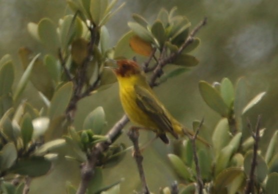 Yellow Warbler (Mangrove) - ML554019491