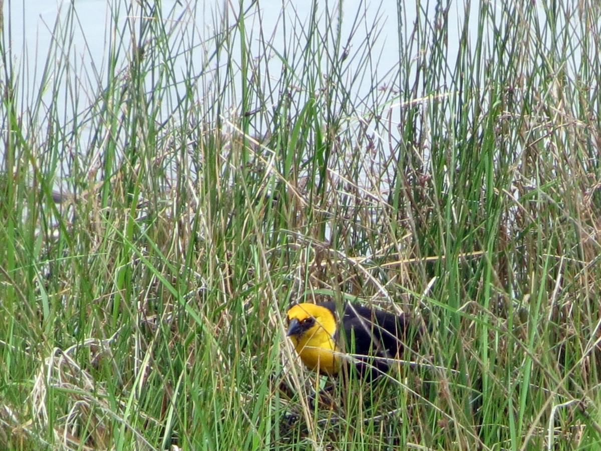 Yellow-headed Blackbird - ML554019851