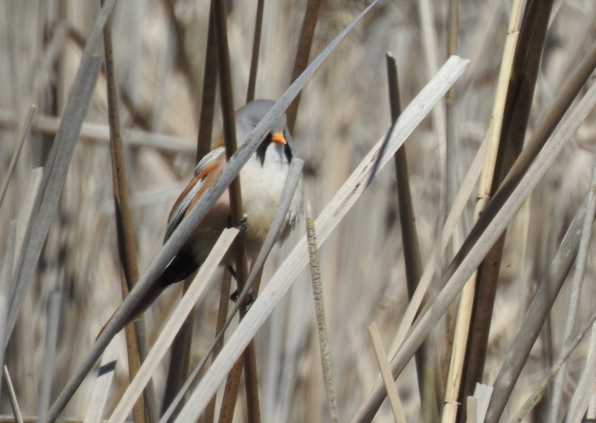 ML554019921 - Bearded Reedling - Macaulay Library
