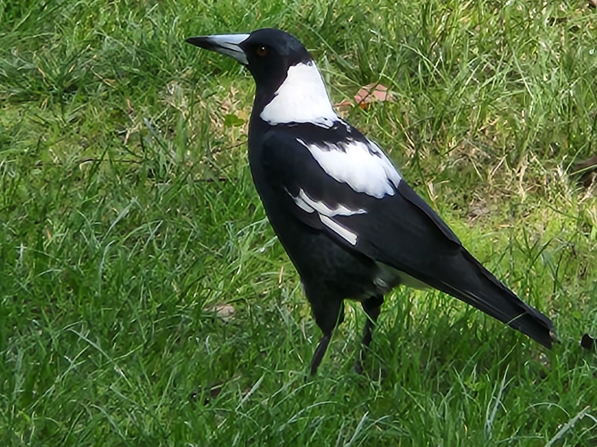 Australian Magpie (Black-backed x White-backed) - ML554020111