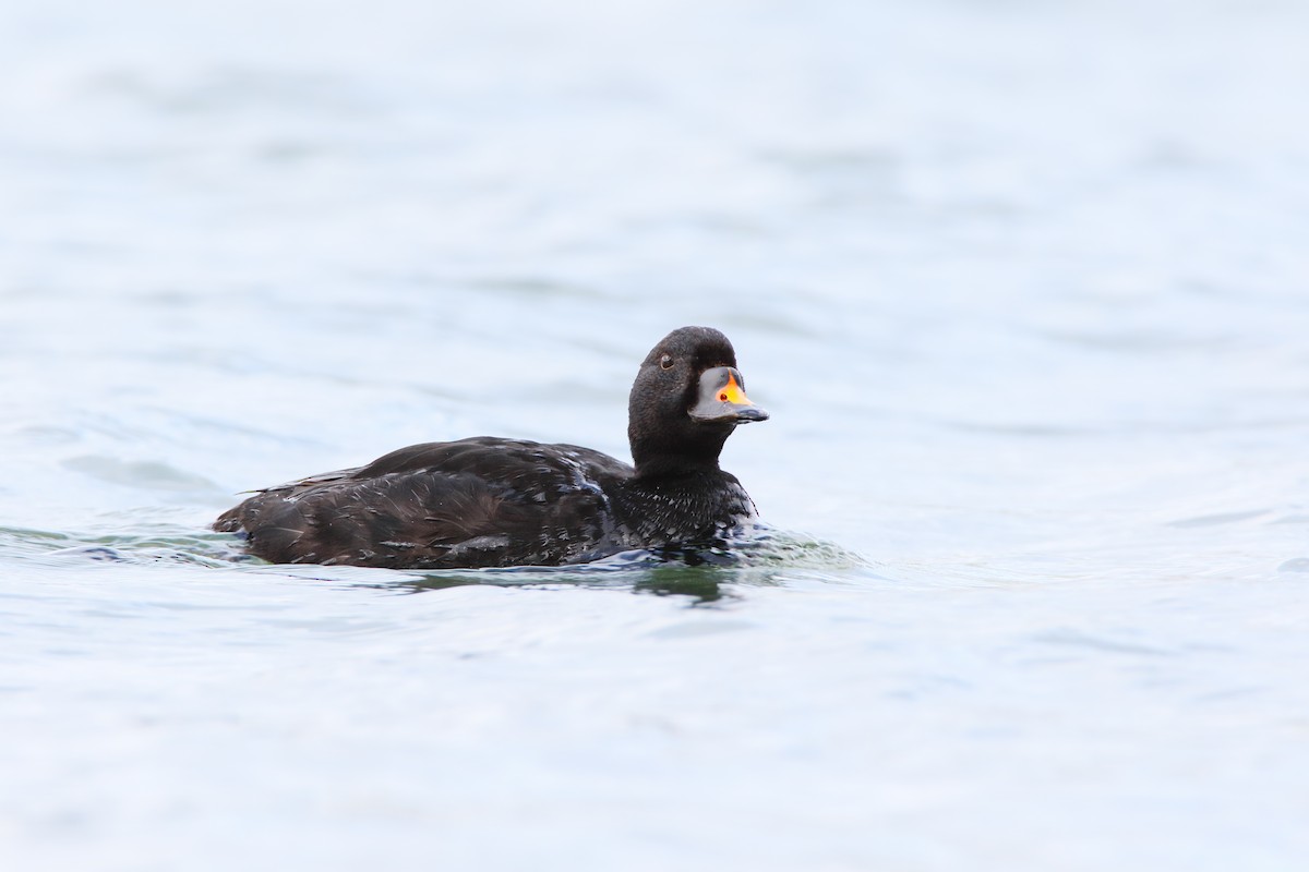 Common Scoter - Scott Carpenter