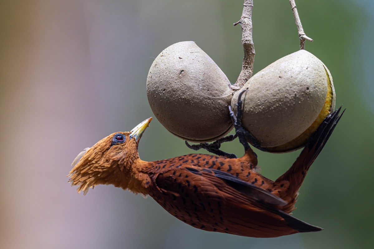 Chestnut-colored Woodpecker - ML554022291