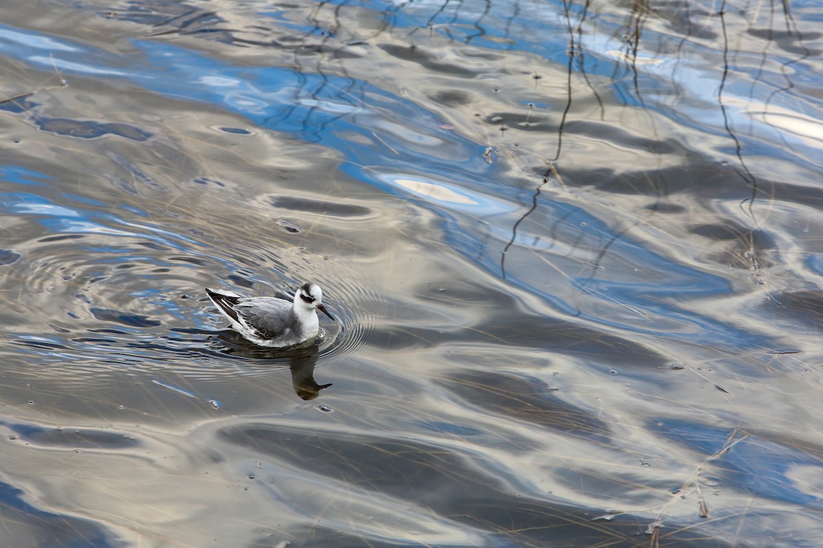 Red Phalarope - ML554022341