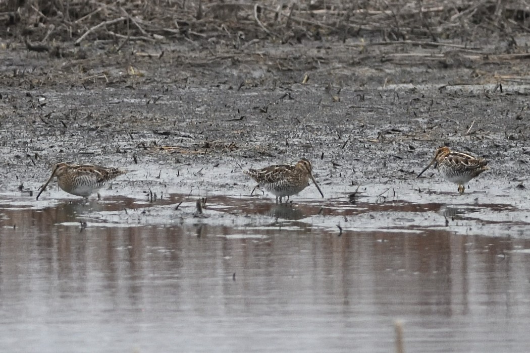 Wilson's Snipe - Dave DeReamus