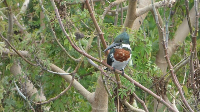 Martin-pêcheur d'Amazonie - ML554024251