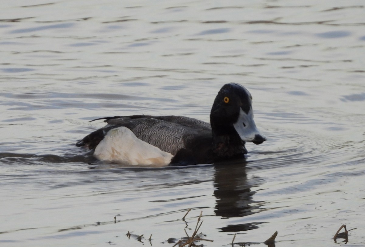 Greater Scaup - ML554025401