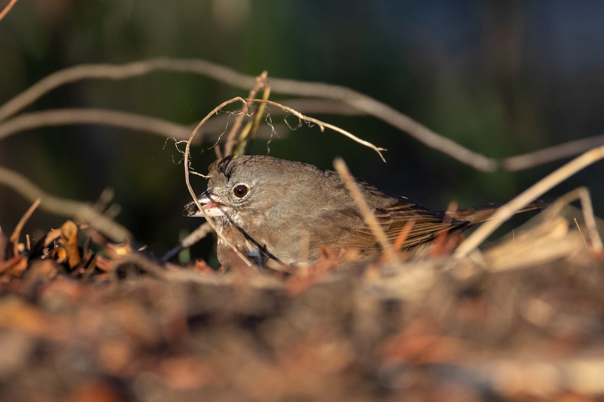 Fox Sparrow (Sooty) - ML554026501